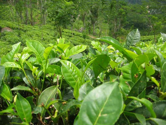 درباره چای: نحوه پردازش برگ های گیاه کاملیا