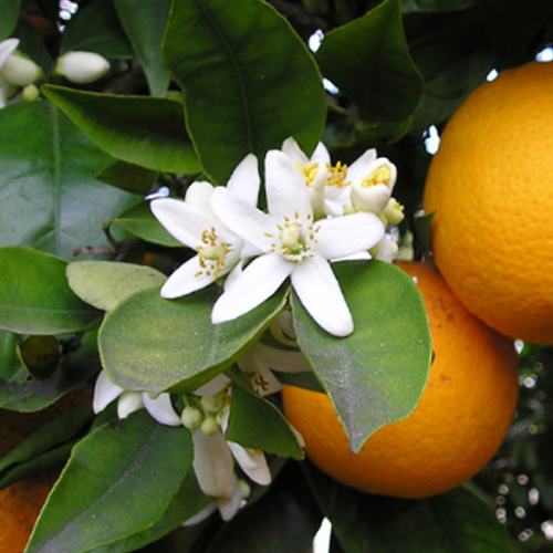چای بهار نارنج و خواص بی‌نظیر آن برای سلامت بدن